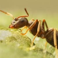 Black Ant drinking 1 